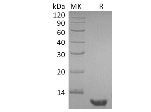 Recombinant Human EGF Protein - ABMIUM