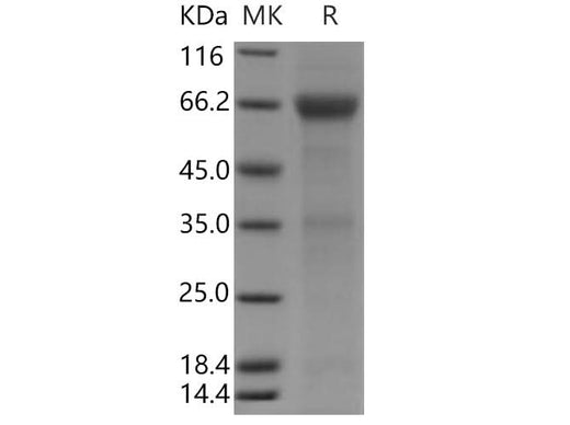 > 88 % as determined by reducing SDS-PAGE.