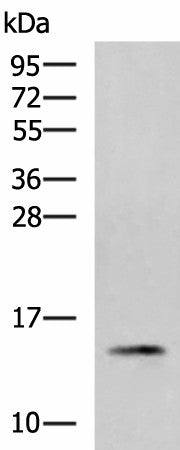 Western blot analysis of 231 cell lysate using PHPT1 Polyclonal Antibody at dilution of 1:800