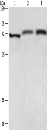 Anti-Human/Mouse RDX Antibody - ABMIUM