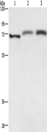 Anti-Human/Mouse RDX Antibody - ABMIUM
