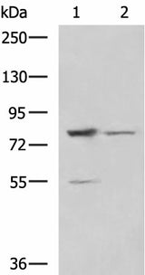 Western blot analysis of LO2 and 231 cell lysates using SORBS2 Polyclonal Antibody at dilution of 1:800