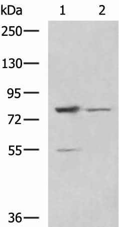 Anti-Human/Mouse/Rat SORBS2 Antibody