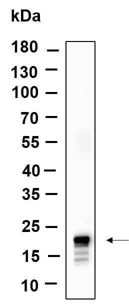 Anti-Human/Mouse/Rat Histone H3 Antibody [B915] - ABMIUM