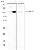 Anti-Human/Mouse CD62P Antibody [A180]