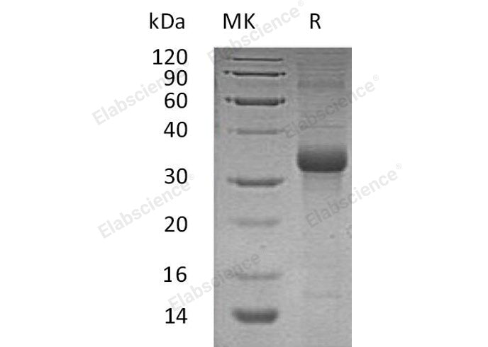 > 90 % as determined by reducing SDS-PAGE.