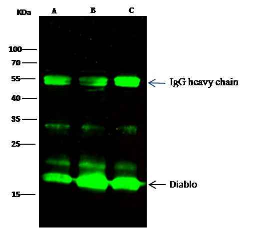 Anti-Human DIABLO Antibody [A1184] - ABMIUM