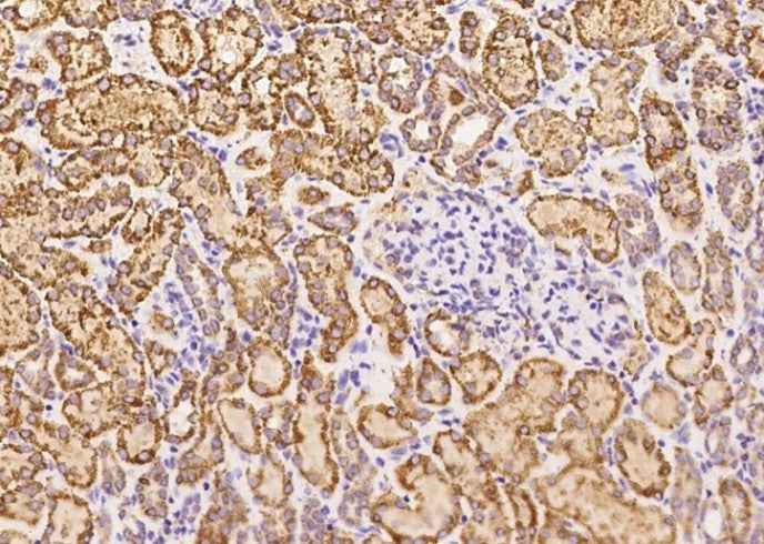 Anti-Human GCSH Antibody [B201] - ABMIUM
