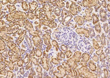 Anti-Human GCSH Antibody [B201]