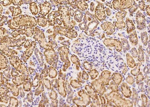 Anti-Human GCSH Antibody [B201] - ABMIUM