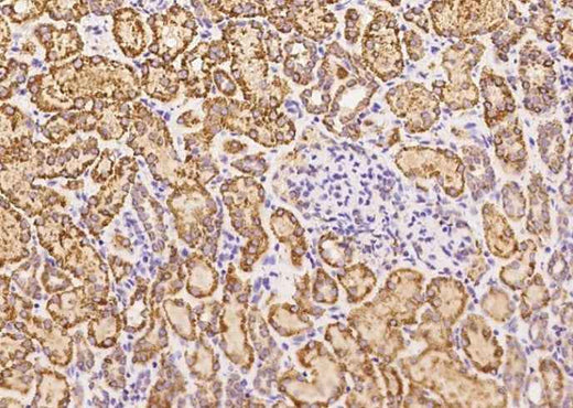 Anti-Human GCSH Antibody [B201] - ABMIUM