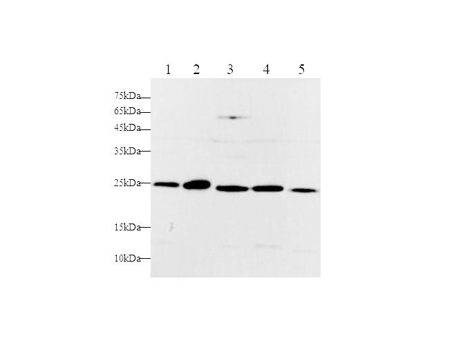 Anti-Human/Mouse/Rat RAN Antibody - ABMIUM