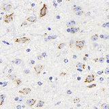 Immunohistochemistry analysis of paraffin-embedded mouse brain using DLL1 Polyclonal Antibody at dilution of 1:200.