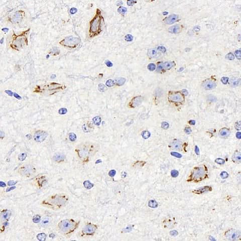 Immunohistochemistry analysis of paraffin-embedded mouse brain using DLL1 Polyclonal Antibody at dilution of 1:200.