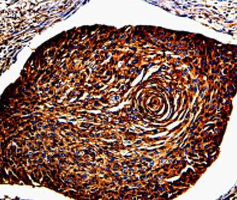 Anti-Human/Mouse ANXA7 Antibody