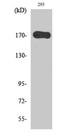 Western Blot analysis of 293 cells with EGFR Polyclonal Antibody.