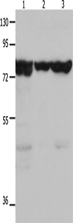 Anti-Human/Mouse/Rat TRAP1 Antibody - ABMIUM