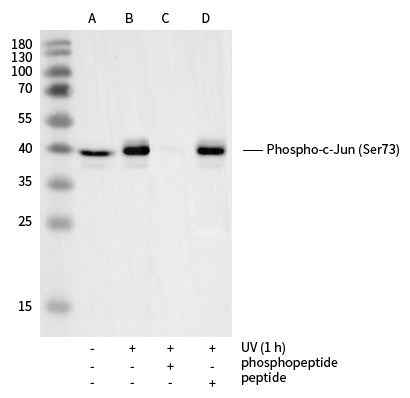 Anti-Human JUN Antibody [A1268] - ABMIUM