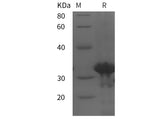 SDS-PAGE analysis of Human FGF23 proteins, 2 μg/lane of Recombinant Human FGF23 proteins was resolved with SDS-PAGE under reducing conditions, showing bands at 32 kDa.