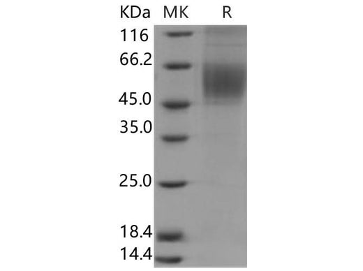 > 90 % as determined by reducing SDS-PAGE.