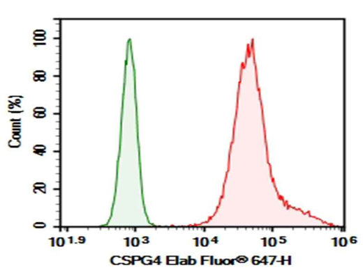 Anti-Human CSPG4 Antibody [9.2.27] - ABMIUM