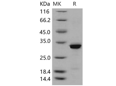 > 92 % as determined by reducing SDS-PAGE.