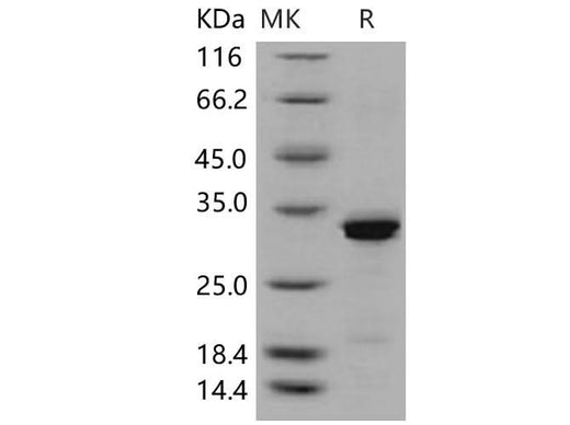 > 92 % as determined by reducing SDS-PAGE.