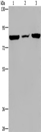 Anti-Human/Mouse P3H3 Antibody - ABMIUM