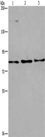 Anti-Human/Mouse AGO4 Antibody - ABMIUM