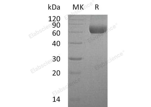 > 95 % as determined by reducing SDS-PAGE.