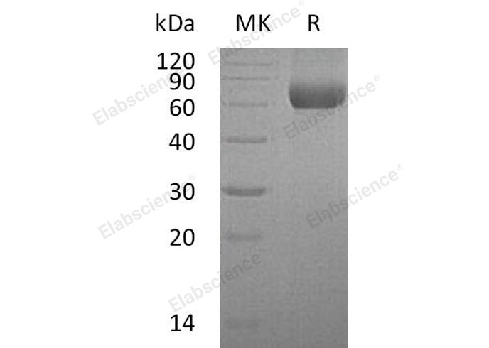 > 95 % as determined by reducing SDS-PAGE.