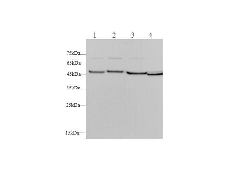 Anti-Human/Mouse/Rat ENO2 Antibody - ABMIUM