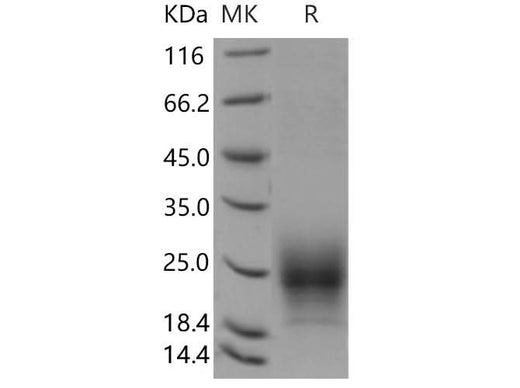 > 90 % as determined by reducing SDS-PAGE.