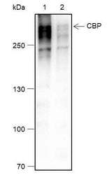 Anti-Human CBP Antibody [A152]