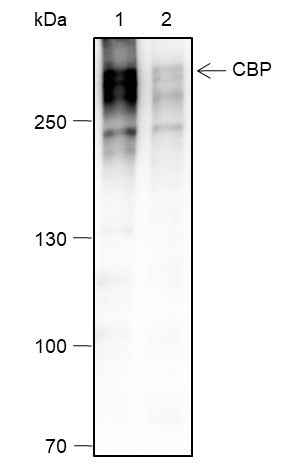 Anti-Human CBP Antibody [A152] - ABMIUM