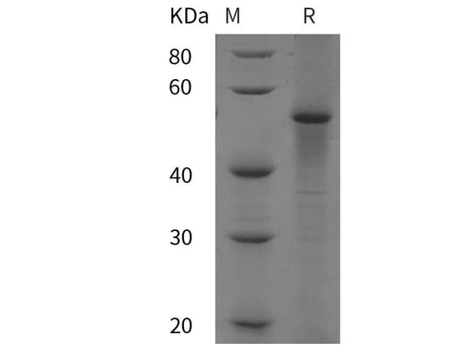 SDS-PAGE analysis of Bovine P53/TP53 proteins, 2 μg/lane of Recombinant Bovine P53/TP53 proteins was resolved with SDS-PAGE under reducing conditions, showing bands at 55 kDa.