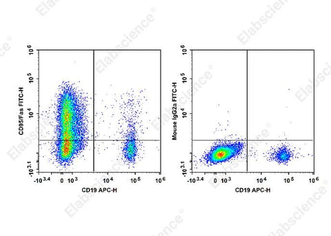 Staining of normal human peripheral blood cells with APC Anti-Human CD19 Antibody and FITC Anti-Human CD95/Fas Antibody[HFE7A/APO] (left) or FITC Mouse IgG2a, κ Isotype Control (right). Cells in the lymphocytes gate were used for analysis.