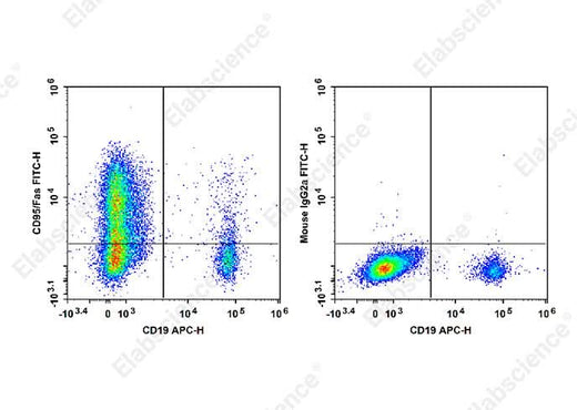 Staining of normal human peripheral blood cells with APC Anti-Human CD19 Antibody and FITC Anti-Human CD95/Fas Antibody[HFE7A/APO] (left) or FITC Mouse IgG2a, κ Isotype Control (right). Cells in the lymphocytes gate were used for analysis.