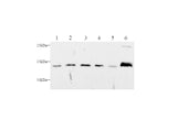 Anti-Human/Mouse Cyt-C Antibody - ABMIUM