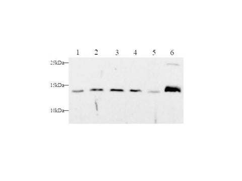 Anti-Human/Mouse Cyt-C Antibody - ABMIUM