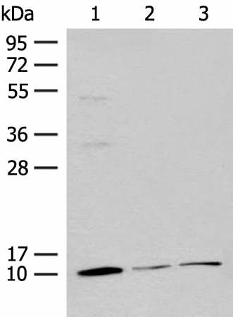 Western blot analysis of Mouse adrenal gland tissue Rat lung tissue 231 cell lysates using RPS27L Polyclonal Antibody at dilution of 1:400