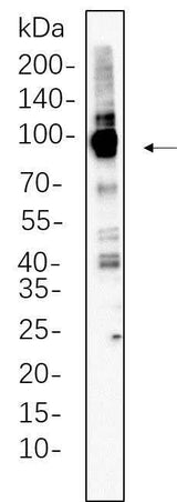 Anti-Human Calnexin Antibody [B1094]