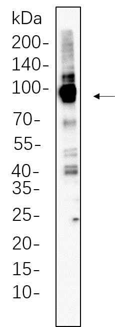 Anti-Human Calnexin Antibody [B1094] - ABMIUM