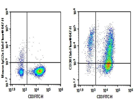 Anti-Human CD38 Antibody [HI157] - ABMIUM