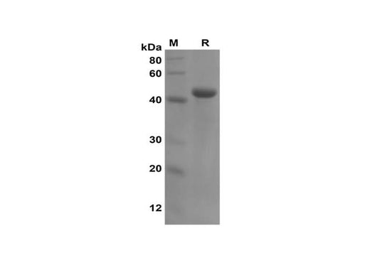 SDS-PAGE analysis of Mouse TNF-α proteins, 2 μg/lane of Recombinant Mouse TNF-α proteins was resolved with SDS-PAGE under reducing conditions, showing bands at 43 kDa.