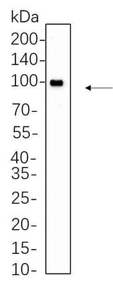 Anti-Human/Mouse/Rat EGR1 Antibody [B1105]