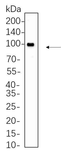 Anti-Human/Mouse/Rat EGR1 Antibody [B1105]