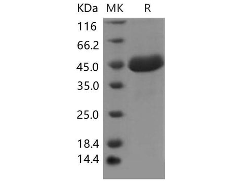 > 90 % as determined by reducing SDS-PAGE.