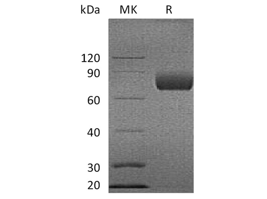 Recombinant Cynomolgus B7-1/CD80 Protein (Fc Tag) - ABMIUM