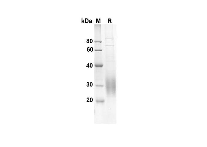 SDS-PAGE analysis of Mouse Tnfrsf18 proteins, 2 μg/lane of Recombinant Mouse Tnfrsf18 proteins was resolved with an SDS-PAGE under reducing conditions, showing bands at 14.6 kDa.